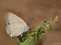 Satyrium abdominalis (Sevbeni)